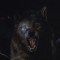 wolfen